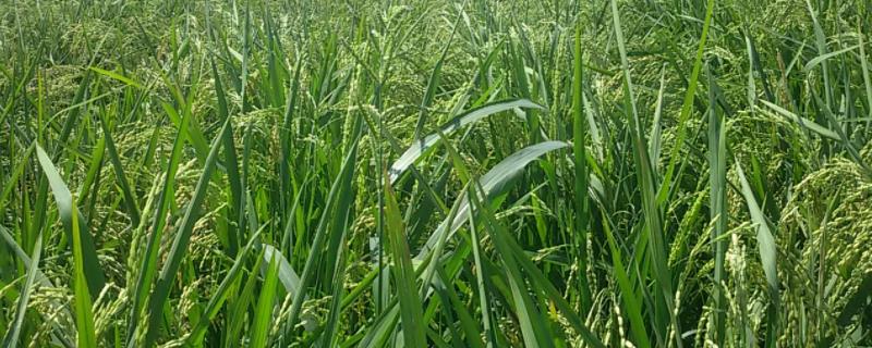 旱稻种植技术，旱稻和水稻的区别 旱稻种植技术,旱稻和水稻的区别是什么