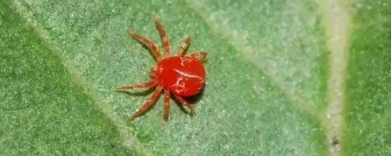 玉米起红蜘蛛怎么办，附危害症状 玉米生了红蜘蛛该怎么办