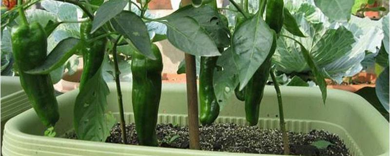 阳台种辣椒怎么种，种多久可以结果 阳台种辣椒种植方法
