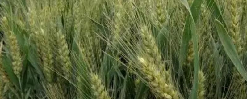郑麦136最高产量是多少，附简介 郑麦136麦种品种特性百农