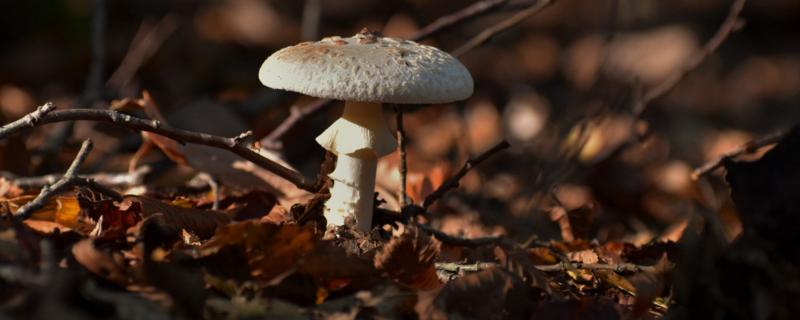 蘑菇怎么种，蘑菇菌包里面有些什么 蘑菇怎么种,蘑菇菌包里面有些什么成分