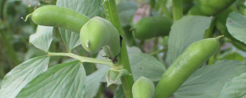 蚕豆可以移栽吗，一亩地能产多少斤（蚕豆可以移栽吗?）