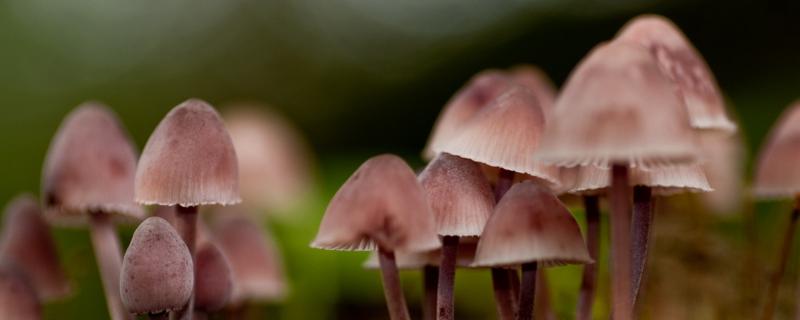 蘑菇几天能长出来，有哪些品种（蘑菇几天可以长成）