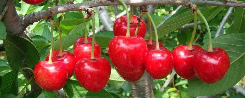 塔玛拉大樱桃品种介绍