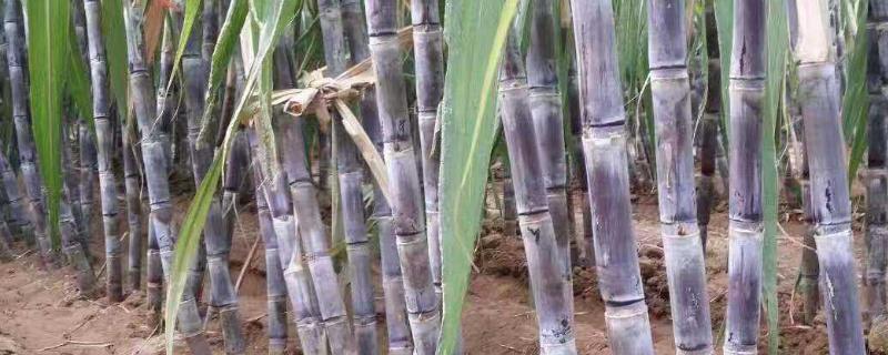 甘蔗种植方法，适合哪些地区种植 甘蔗种植方法及注意事项