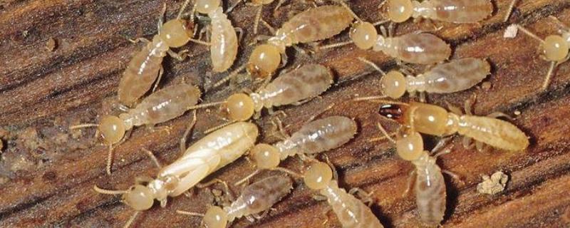 白蚁属于蚂蚁类吗，白蚁的危害 白蚁属于蚂蚁吗?