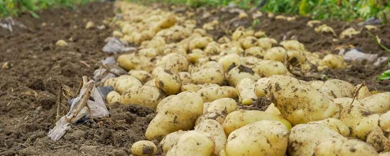土豆一年可以种几次，附种植方法 土豆一年种几次?分别是 什么季节