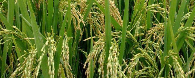 三系法杂交水稻原理，三系法杂交水稻是谁发明的