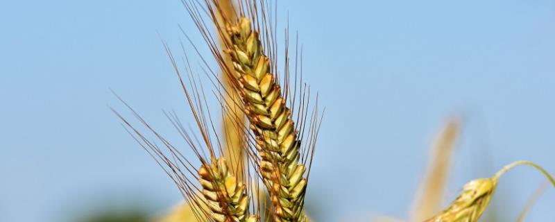 齐民17号小麦种特征特性，附简介 齐民16号小麦品种简介