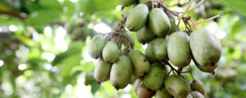 软枣猕猴桃种植技术，适合哪些地区种植