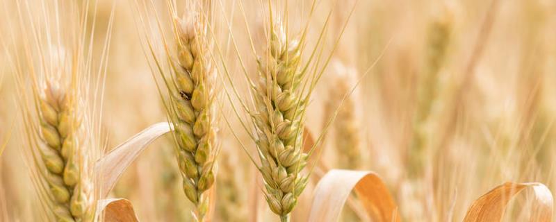 山农32小麦特征及产量，附简介（山农32小麦品种简介及种植技术）