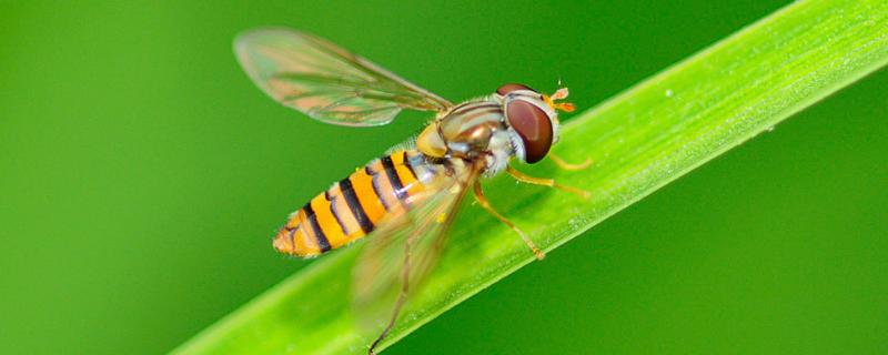 果蝇繁殖速度，如何彻底消灭 果蝇的繁殖速度很快