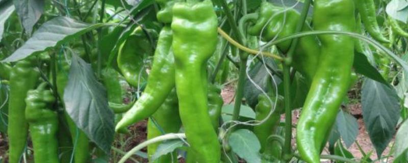 8月份还可以种辣椒吗，附种植方法 八月份还可以种辣椒吗八月份还能种什么菜