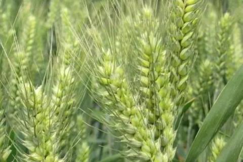 石优20小麦品种介绍