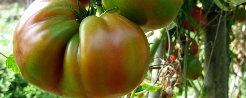 蕃茄病害图片和治疗 番茄的常见病害图片 防治