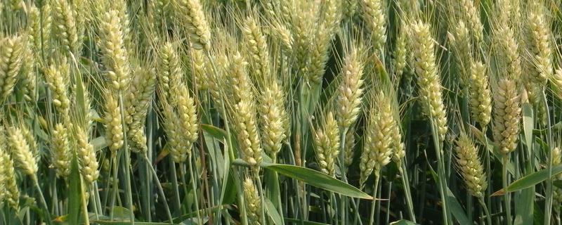 小麦扬花期和灌浆期，扬花几天灌浆 小麦扬花需要几天时间