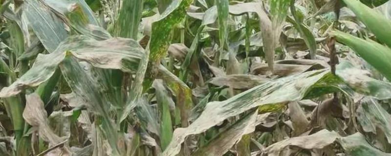 玉米叶子干枯是啥病害，如何防治 玉米叶片干枯是怎么回事