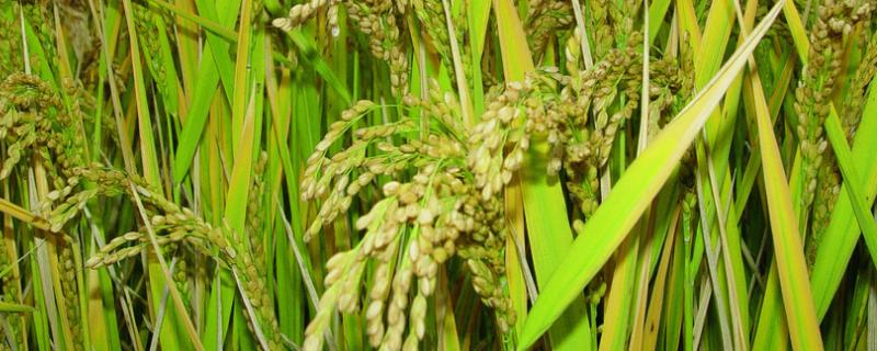 水稻各个时期的施肥量，附施肥方法（水稻各时期施肥量和施肥方法）