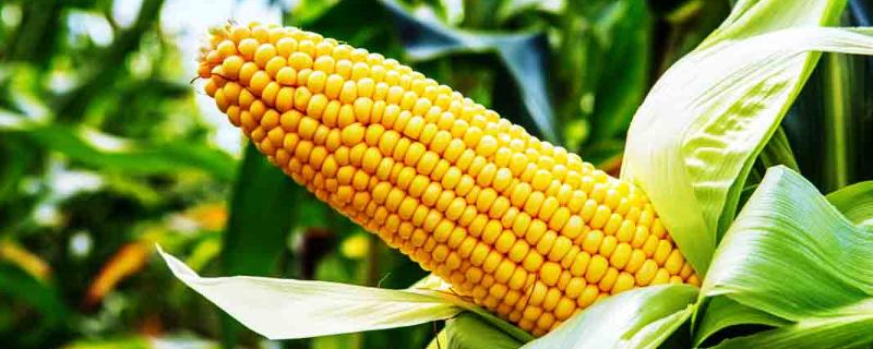 玉米打矮壮素对玉米有影响吗，矮壮素能与叶面肥一起打吗