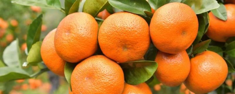 6月份柑橘打什么药，附柑橘种植技术（六月份柑橘施什么肥料最好）