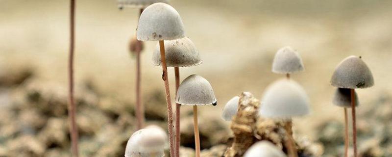 蘑菇种植的方法与材料 种植蘑菇需要的材料