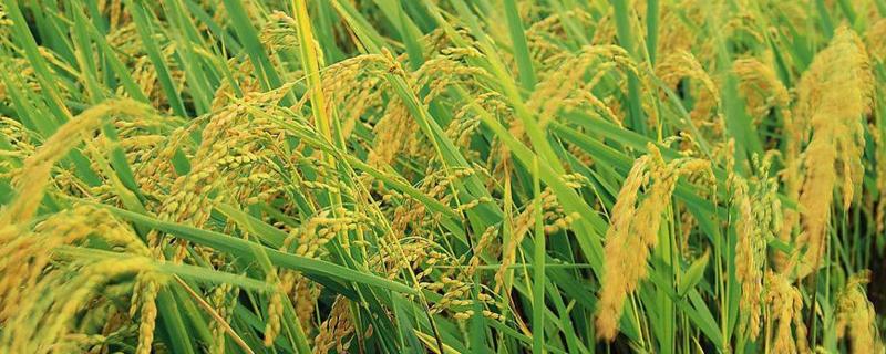 水稻抽穗期打什么农药，水稻抽穗期是什么时候