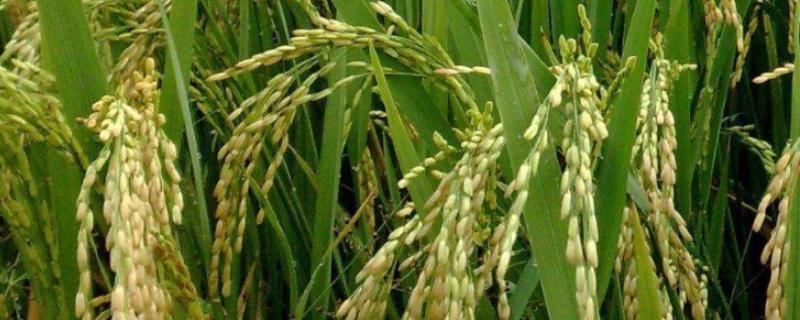 氯氟吡啶酯对水稻安全吗，氯氟吡啶酯使用注意事项