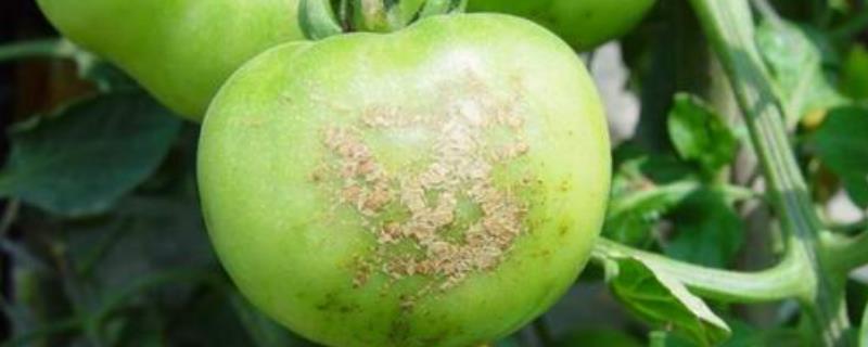 西红柿的各种病害图片及防治 西红柿常见病害图片及用药