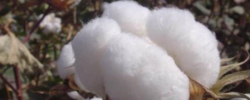 新疆种植长绒棉的有利条件，长绒棉和水洗棉有什么区别