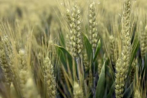 最高产的小麦品种