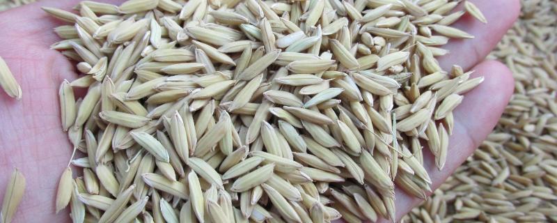 稻谷种子发芽要泡多久，谷种的品种 稻谷种子浸泡多长时间