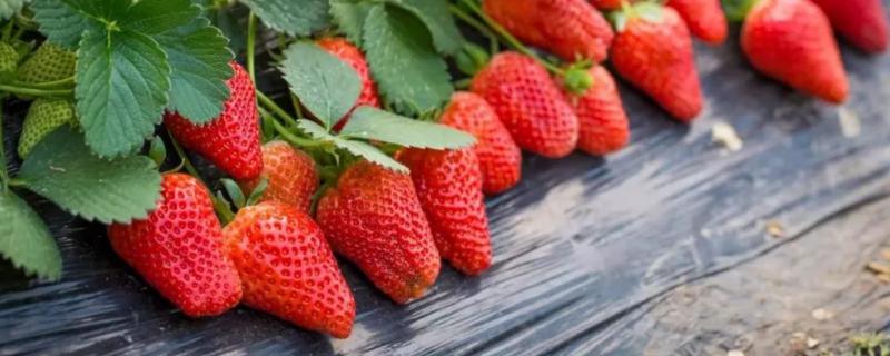 一亩草莓能产多少斤，草莓有哪些品种