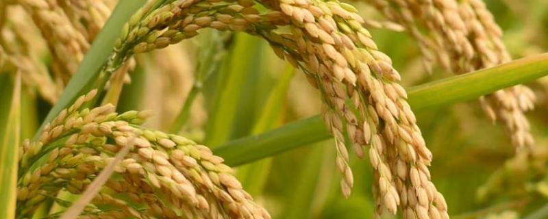 水稻氮肥过多如何补救，附症状（水稻氮肥大了怎么办）
