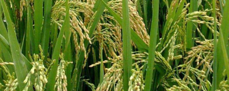 水稻孕穗期可以打二甲灭草松吗，水稻孕穗期的水层管理