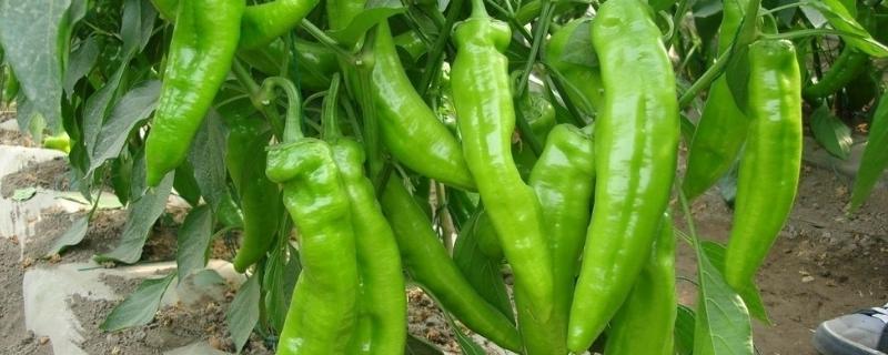青椒的种植方法和管理技术（青椒种植步骤）