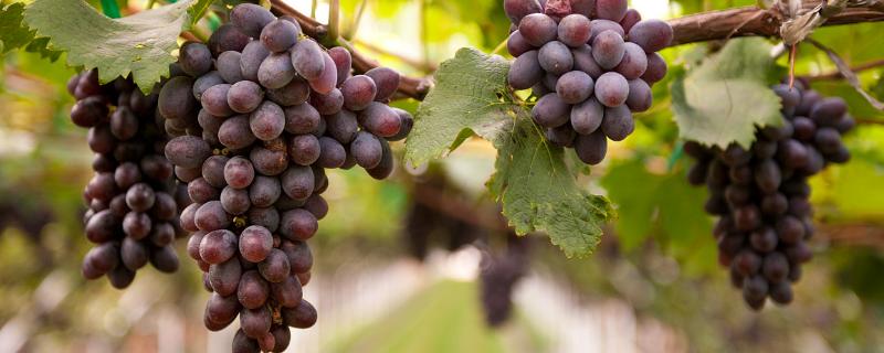 葡萄产量，附葡萄的品种 葡萄的主要产区