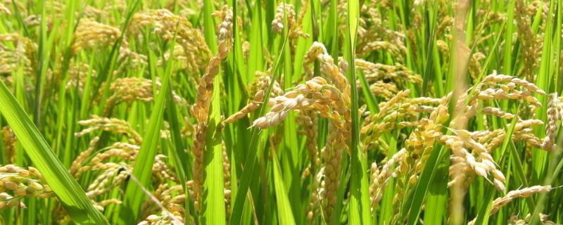 水稻插秧前用什么药封闭除草,附封闭除草剂种类
