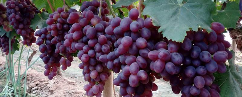 葡萄新品种有哪些 萄葡有什么新品种