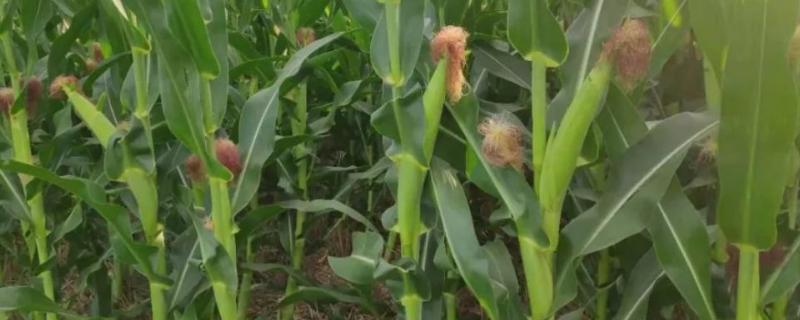 高产玉米化肥配方，怎样施肥效果好（高产玉米的施肥技术）