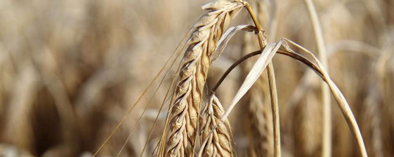 吨麦王一号小麦产量，附简介 吨麦21号小麦品种