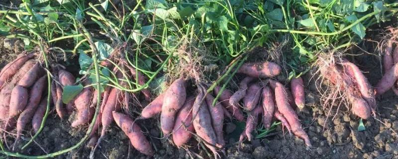 红薯栽培技术 红薯栽培技术与管理