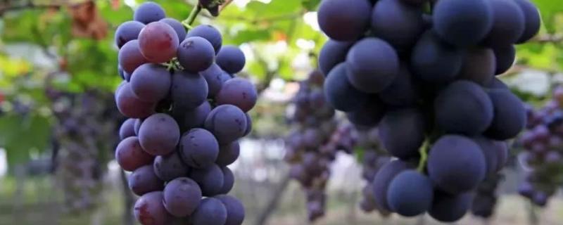 巨峰葡萄亩产量多少斤，巨峰葡萄和黑夏葡萄的区别