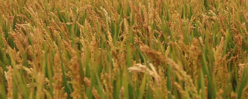 适合水稻生长的土壤是什么土，南方水稻一年收几次