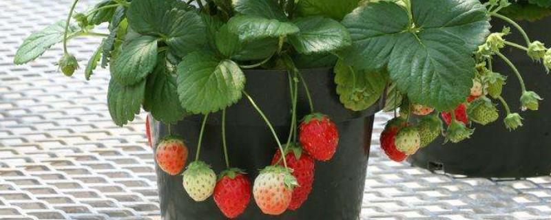 自家种的草莓怎么管理，如何施肥 自家种的草莓怎么管理,如何施肥视频