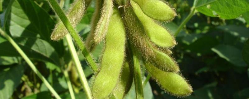 黄豆从播种到成熟需要多少天，附播种的季节
