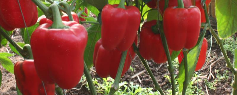 露天甜椒的种植和管理技术 甜椒露地的种植技术