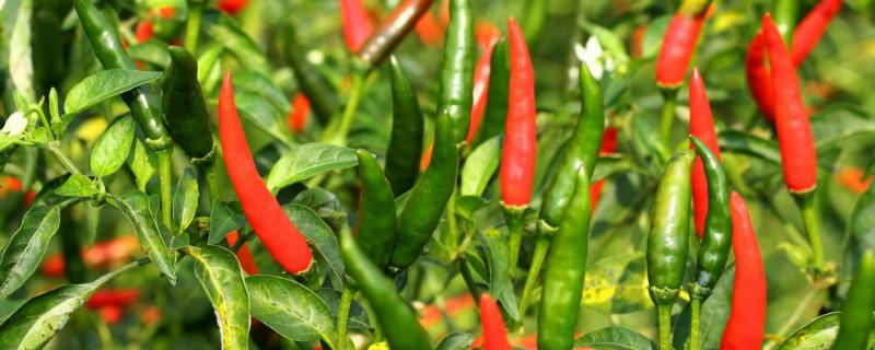 辣椒的种植方法和管理技术 辣椒怎样种植与管理