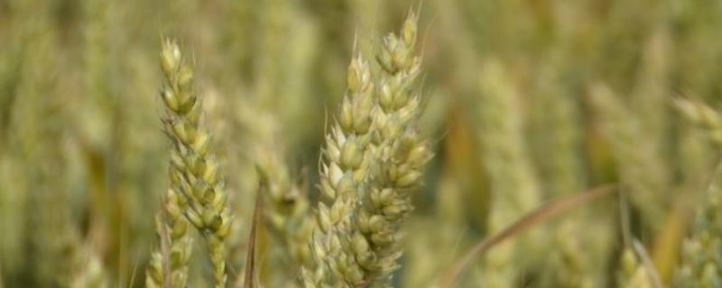 中信麦28小麦种的特征，附简介