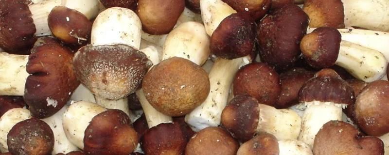 没有病害的草菇菇蕾死亡的原因有哪些?附菇蕾形成的原理