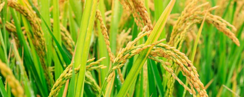 中国水稻的发展史